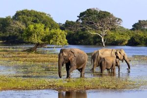 Yala National Park